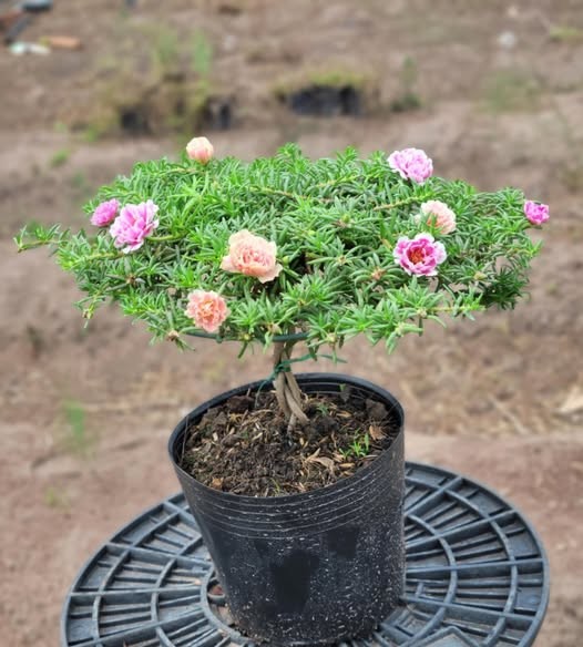 Cay moc bo rao len chau thanh bonsai vai chuc trieu dong-Hinh-4