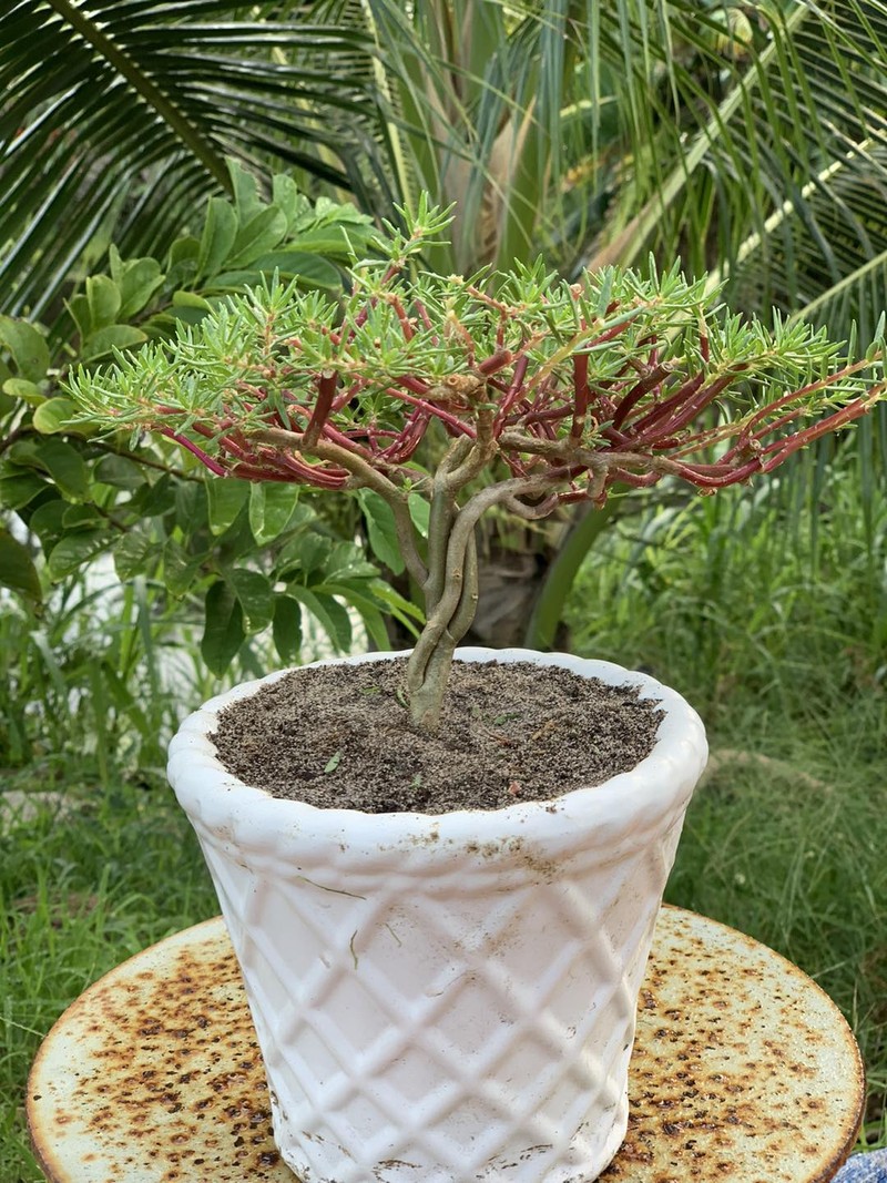 Cay moc bo rao len chau thanh bonsai vai chuc trieu dong-Hinh-7