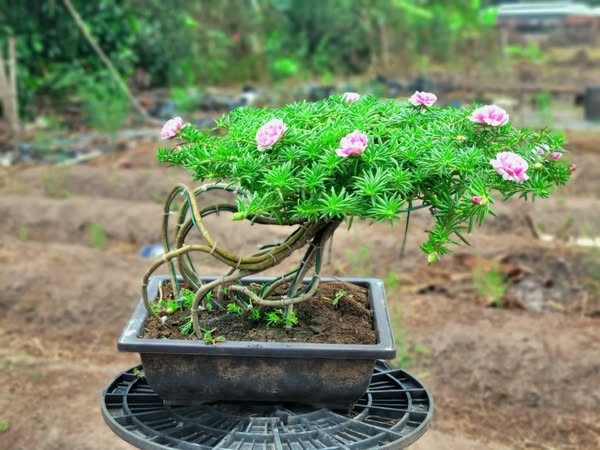 Cay moc bo rao len chau thanh bonsai vai chuc trieu dong