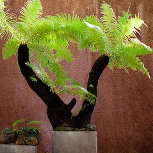 Cay dai bo bui len chau thanh bonsai 10 trieu dong/chau-Hinh-8