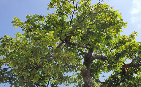 Bonsai toa mui thom “nuc mui” tien ty cung khong ban-Hinh-10