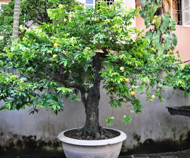 Bonsai toa mui thom “nuc mui” tien ty cung khong ban-Hinh-2