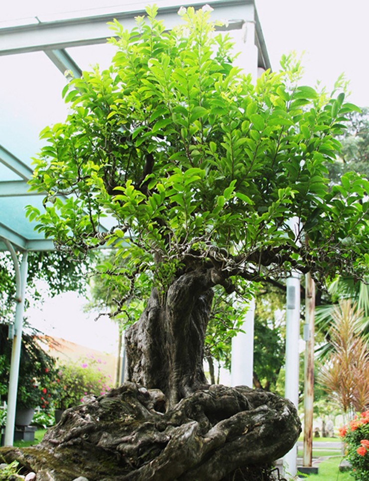 Bonsai toa mui thom “nuc mui” tien ty cung khong ban-Hinh-3