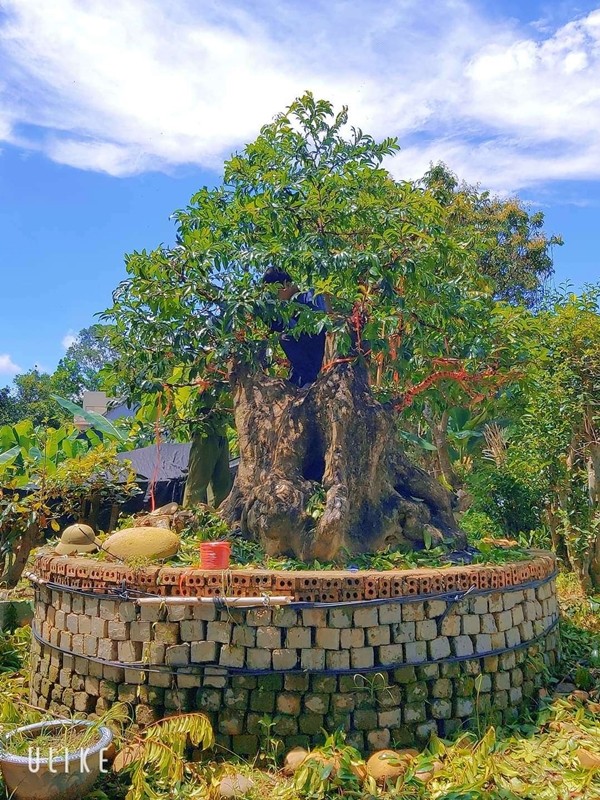 Bonsai toa mui thom “nuc mui” tien ty cung khong ban-Hinh-4