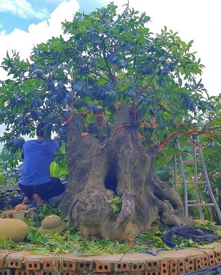 Bonsai toa mui thom “nuc mui” tien ty cung khong ban-Hinh-5