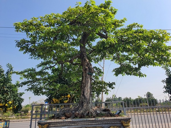 Bonsai toa mui thom “nuc mui” tien ty cung khong ban-Hinh-6