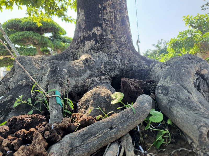 Bonsai toa mui thom “nuc mui” tien ty cung khong ban-Hinh-7