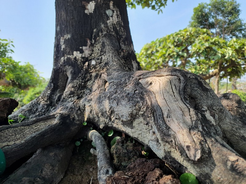 Bonsai toa mui thom “nuc mui” tien ty cung khong ban-Hinh-9