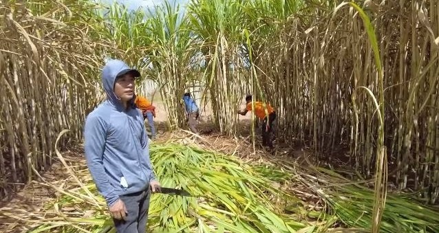 Toan canh trang trai 14ha cua Quang Linh Vlogs tai Chau Phi-Hinh-12