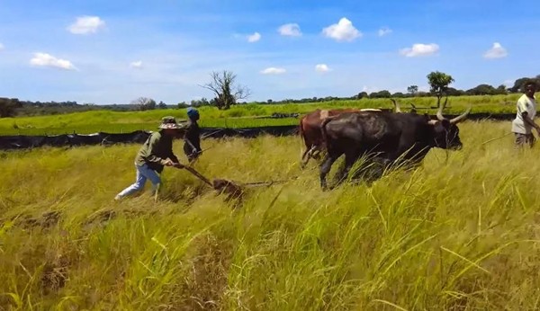 Toan canh trang trai 14ha cua Quang Linh Vlogs tai Chau Phi-Hinh-5