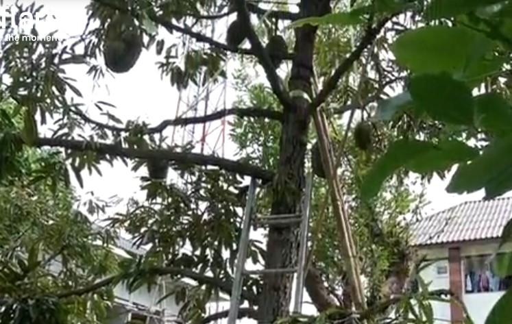 Dot nhap trang trai sau rieng gia hon 700 trieu dong moi trai-Hinh-5