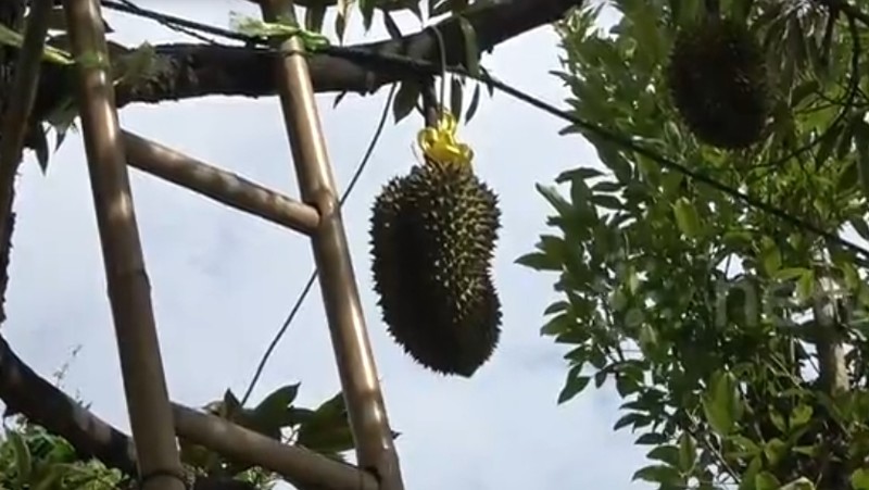 Dot nhap trang trai sau rieng gia hon 700 trieu dong moi trai-Hinh-7