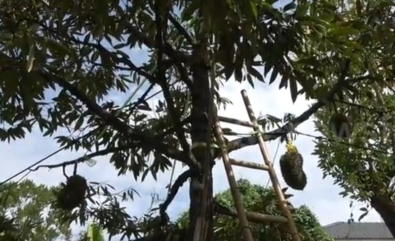 Dot nhap trang trai sau rieng gia hon 700 trieu dong moi trai-Hinh-8