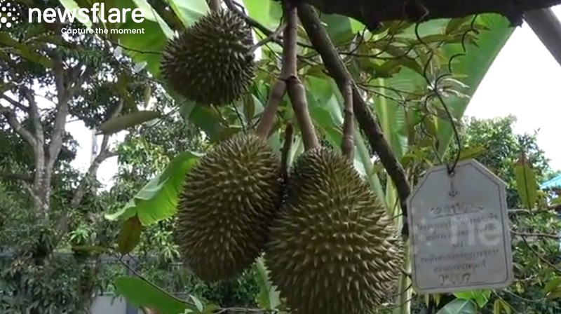 Dot nhap trang trai sau rieng gia hon 700 trieu dong moi trai-Hinh-9