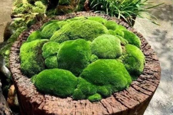Ngam bonsai dep my mieu len doi tu “co dai“-Hinh-5