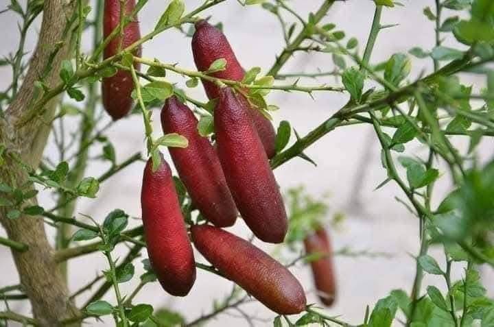 Tan muc giong chanh la 3 trieu dong/kg gay sot thi truong-Hinh-3