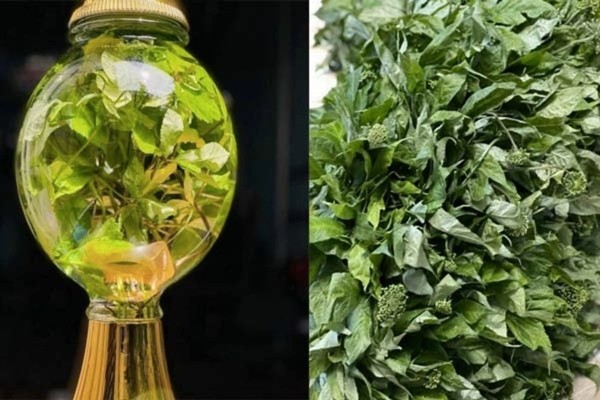 La cay chi co o Viet Nam, gia len toi 150 trieu dong/kg-Hinh-10