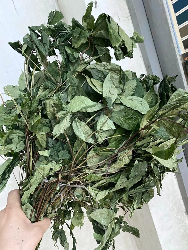 La cay chi co o Viet Nam, gia len toi 150 trieu dong/kg-Hinh-8
