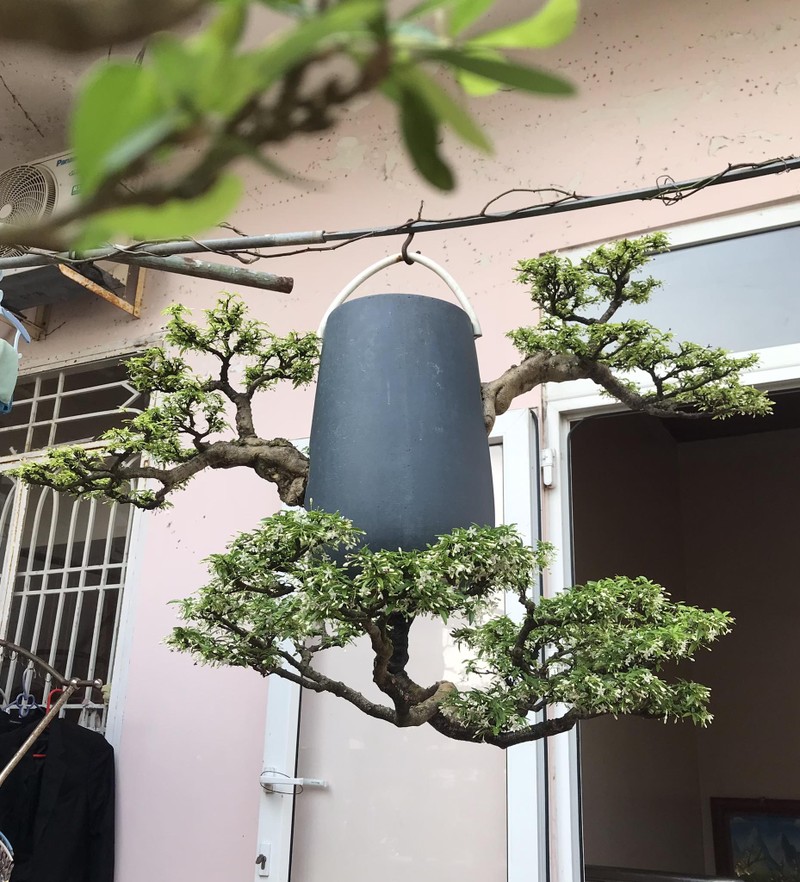 Da mat ngam dan bonsai moc nguoc co 1-0-2 tai Viet Nam-Hinh-3