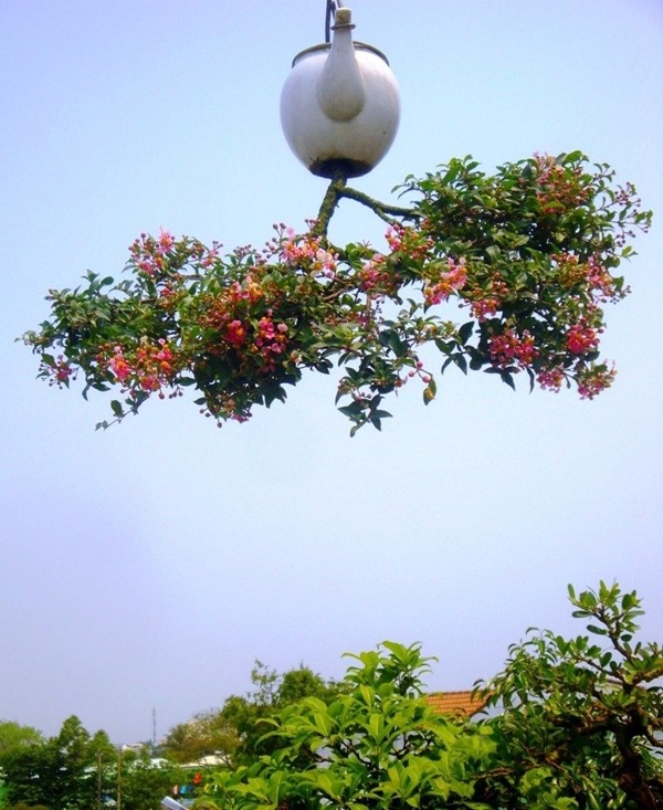 Da mat ngam dan bonsai moc nguoc co 1-0-2 tai Viet Nam-Hinh-4