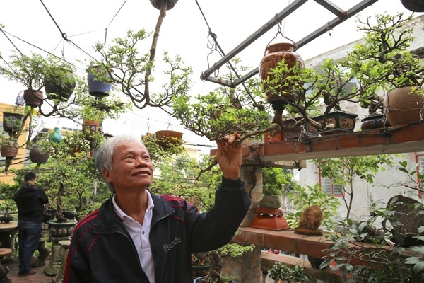 Da mat ngam dan bonsai moc nguoc co 1-0-2 tai Viet Nam