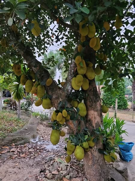 “Mat tron mat det” xem cay mit chi chit qua khong dem xue-Hinh-5