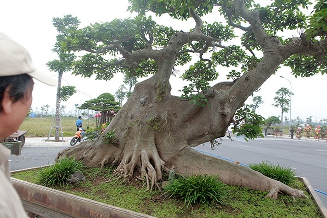 Tan thay cay sung co thu 10 ty cua dai gia Ha Noi-Hinh-11