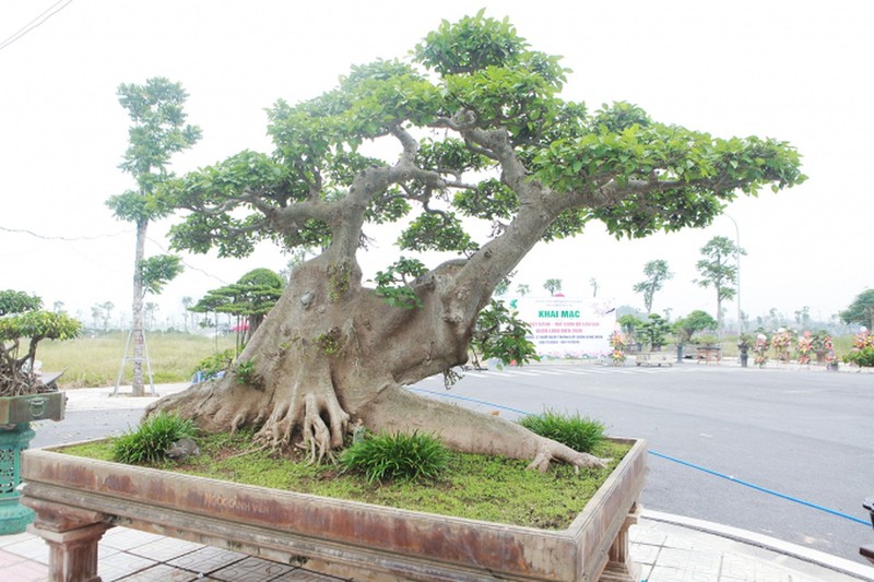 Tan thay cay sung co thu 10 ty cua dai gia Ha Noi-Hinh-2