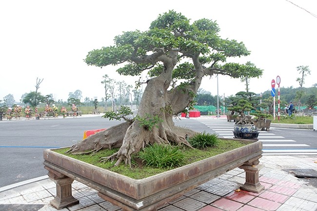Tan thay cay sung co thu 10 ty cua dai gia Ha Noi-Hinh-3