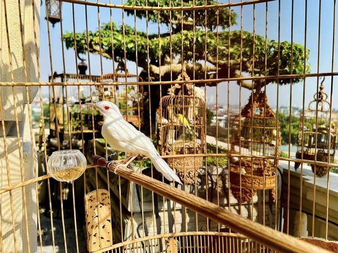 Thu choi dat do cua dai gia chi tien ty “tau nha” cho chim-Hinh-3