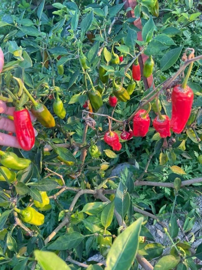 Ot moc bo rao “hoa” dac san 300.000 dong/kg khong du ban-Hinh-10