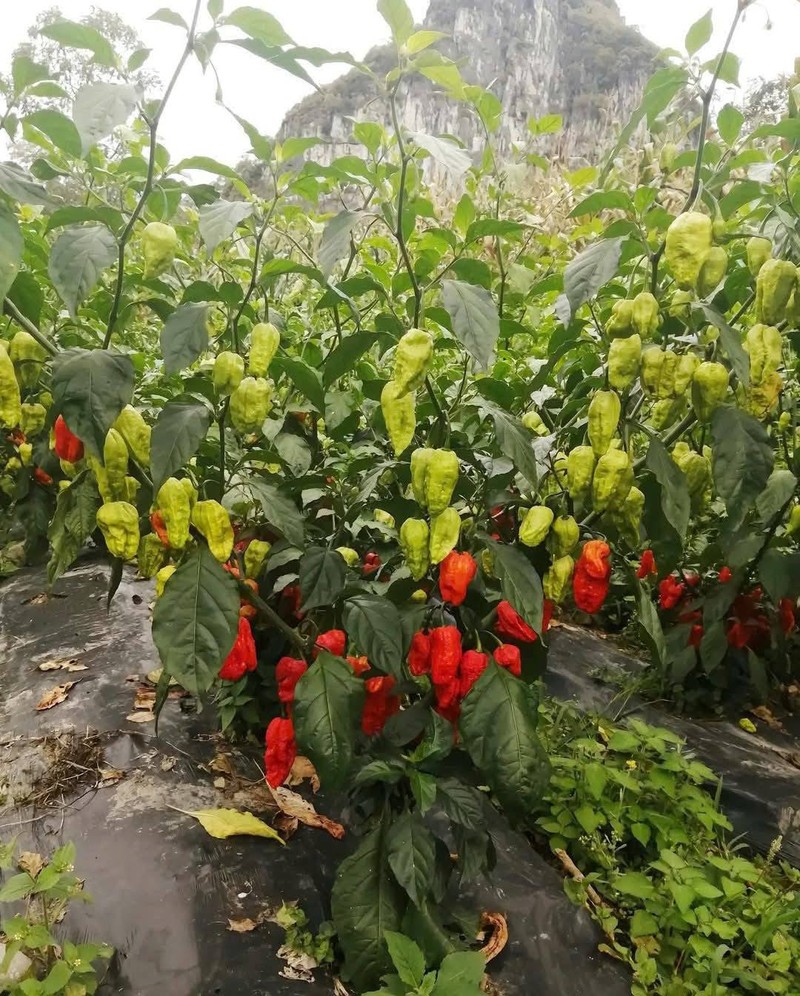 Ot moc bo rao “hoa” dac san 300.000 dong/kg khong du ban-Hinh-2