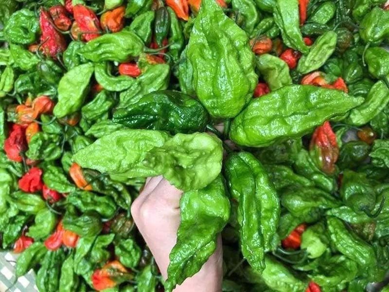 Ot moc bo rao “hoa” dac san 300.000 dong/kg khong du ban-Hinh-3