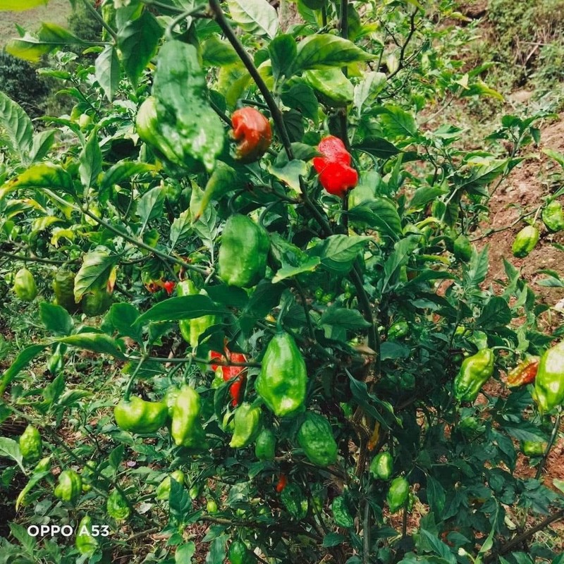 Ot moc bo rao “hoa” dac san 300.000 dong/kg khong du ban-Hinh-4