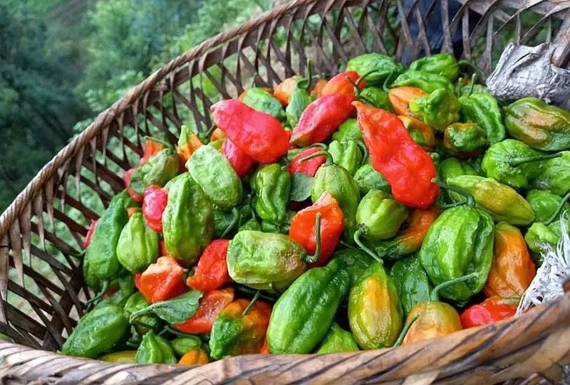 Ot moc bo rao “hoa” dac san 300.000 dong/kg khong du ban-Hinh-5