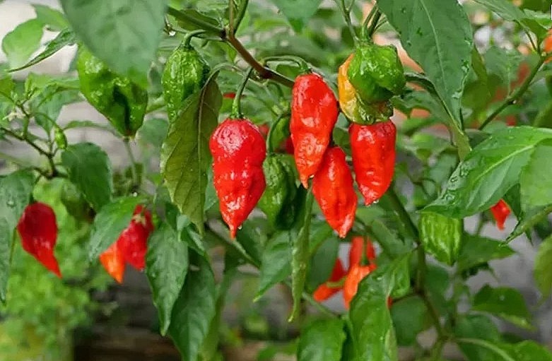 Ot moc bo rao “hoa” dac san 300.000 dong/kg khong du ban-Hinh-8