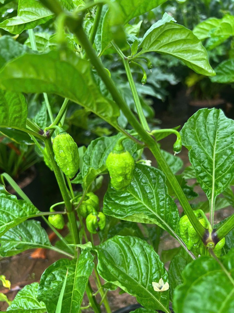 Ot moc bo rao “hoa” dac san 300.000 dong/kg khong du ban-Hinh-9