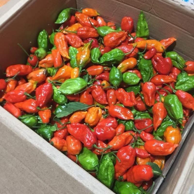 Ot moc bo rao “hoa” dac san 300.000 dong/kg khong du ban