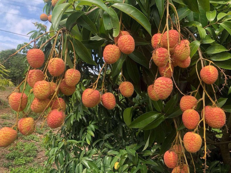 Vải u hồng đầu mùa đắt hơn sầu riêng vẫn “cháy hàng“ - Hình 5 Vai u hong dau mua dat hon sau rieng van “chay hang“-Hinh-5