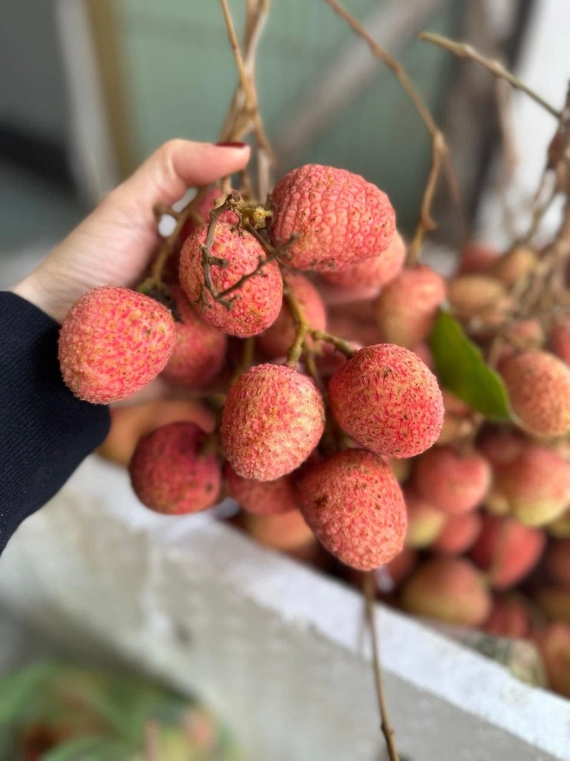 Vải u hồng đầu mùa đắt hơn sầu riêng vẫn “cháy hàng“ - Hình 6 Vai u hong dau mua dat hon sau rieng van “chay hang“-Hinh-6