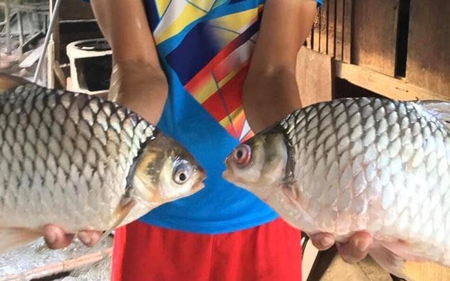 Loai ca suyt tuyet chung bat ngo hoi sinh gia tien trieu moi con-Hinh-3