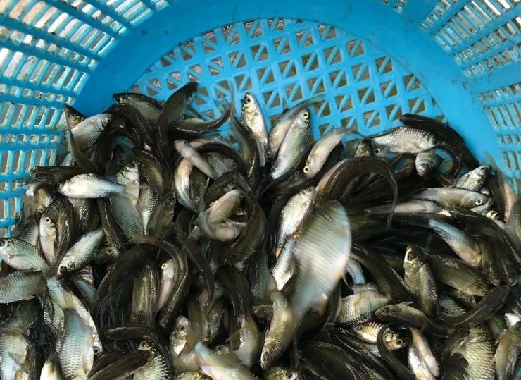 Loai ca suyt tuyet chung bat ngo hoi sinh gia tien trieu moi con-Hinh-4