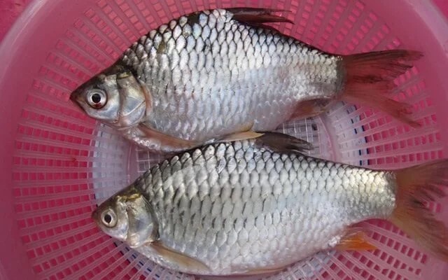 Loai ca suyt tuyet chung bat ngo hoi sinh gia tien trieu moi con
