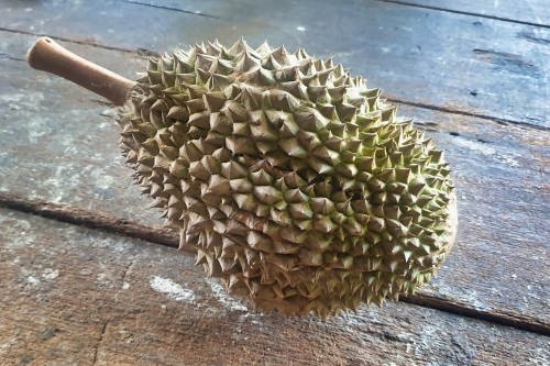 Giong sau rieng moi dang tao con sot toan chau A dat co nao?-Hinh-3