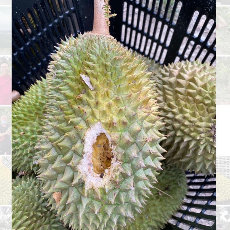 Giong sau rieng moi dang tao con sot toan chau A dat co nao?-Hinh-7