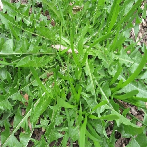 Cay dai o Viet Nam sang nuoc ngoai “dat nhu tom tuoi“