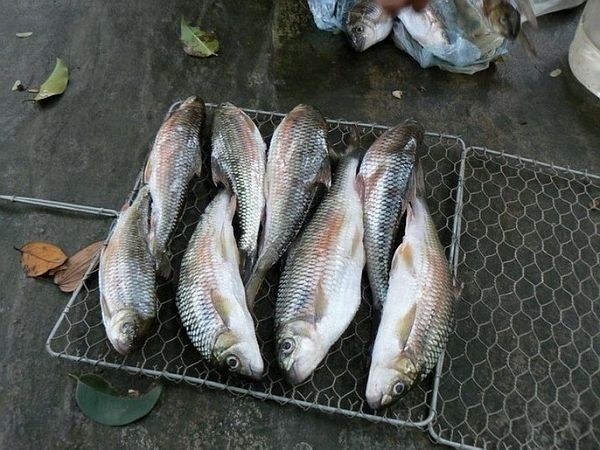 Loai ca tren nui cao, nua trieu dong/kg van “chay hang“-Hinh-9