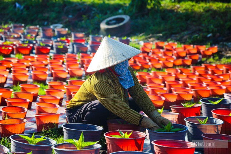 Lang hoa o Dong Nai nhung ngay giap Tet-Hinh-3