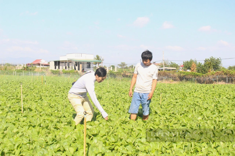 Nong dan lang rau lon nhat Ninh Thuan tat bat chuan bi cho vu Tet