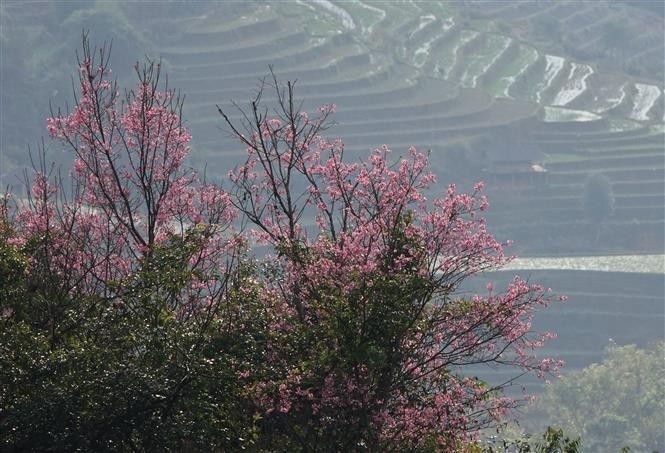 Ngo ngang ve dep cua hoa co cai ten la o Mu Cang Chai-Hinh-3